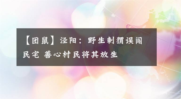 【團鼠】涇陽：野生刺猬誤闖民宅 善心村民將其放生