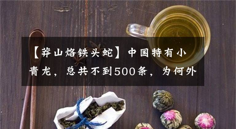 【莽山烙鐵頭蛇】中國特有小青龍，總共不到500條，為何外國專家一直“惦記”？