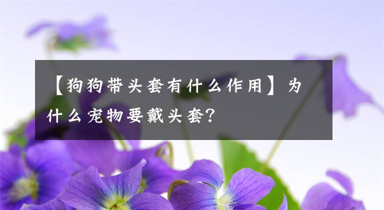 【狗狗帶頭套有什么作用】為什么寵物要戴頭套？