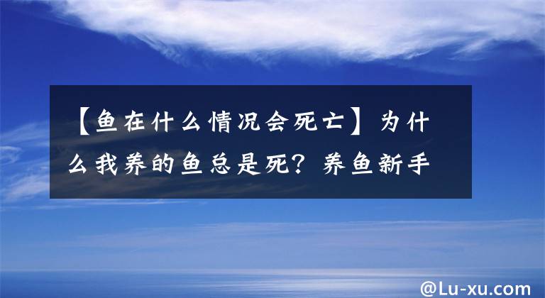 【魚在什么情況會(huì)死亡】為什么我養(yǎng)的魚總是死？養(yǎng)魚新手死魚的幾個(gè)主要原因。