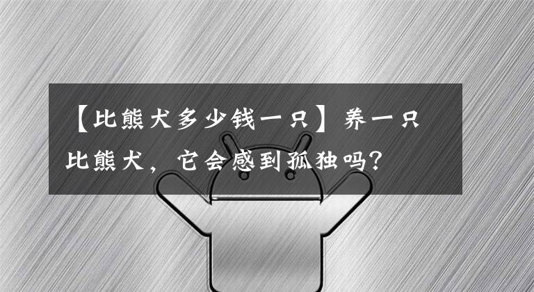 【比熊犬多少錢一只】養(yǎng)一只比熊犬，它會感到孤獨嗎？