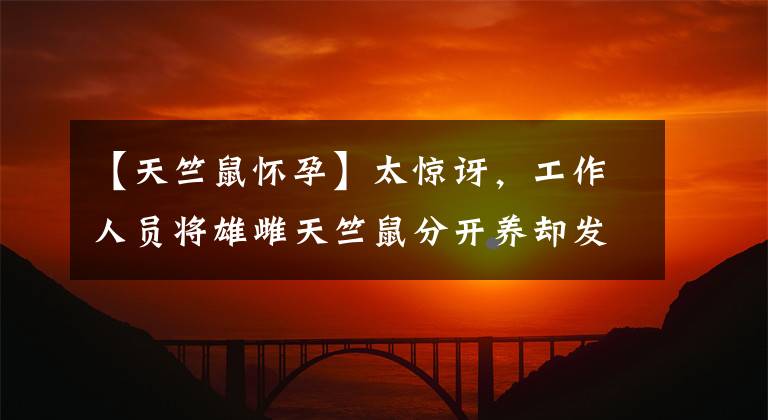 【天竺鼠懷孕】太驚訝，工作人員將雄雌天竺鼠分開養(yǎng)卻發(fā)現(xiàn)100只母鼠同時懷孕