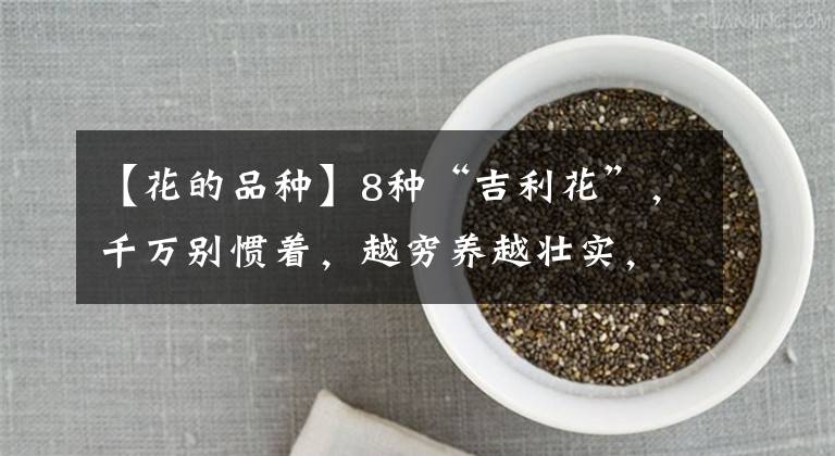 【花的品種】8種“吉利花”，千萬別慣著，越窮養(yǎng)越壯實，個個富貴吉祥