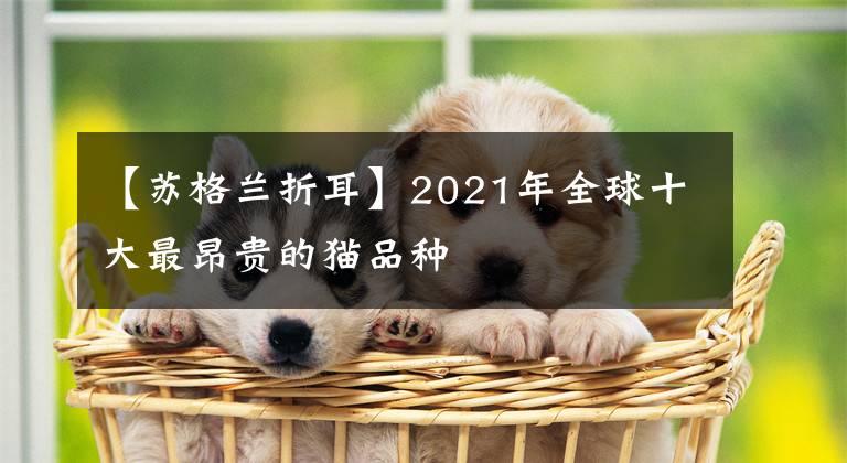 【蘇格蘭折耳】2021年全球十大最昂貴的貓品種