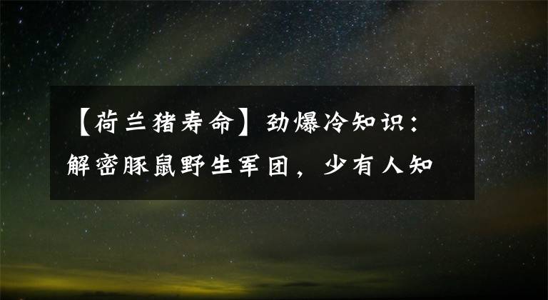 【荷蘭豬壽命】勁爆冷知識(shí)：解密豚鼠野生軍團(tuán)，少有人知的野生豚鼠