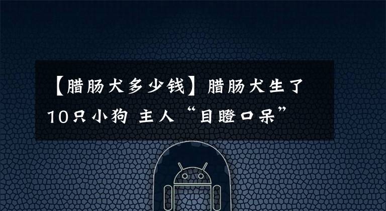 【臘腸犬多少錢】臘腸犬生了10只小狗 主人“目瞪口呆”