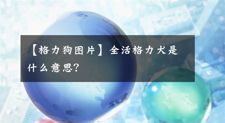 【格力狗圖片】全活格力犬是什么意思？