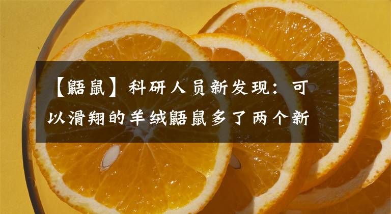 【鼯鼠】科研人員新發(fā)現(xiàn)：可以滑翔的羊絨鼯鼠多了兩個(gè)新物種