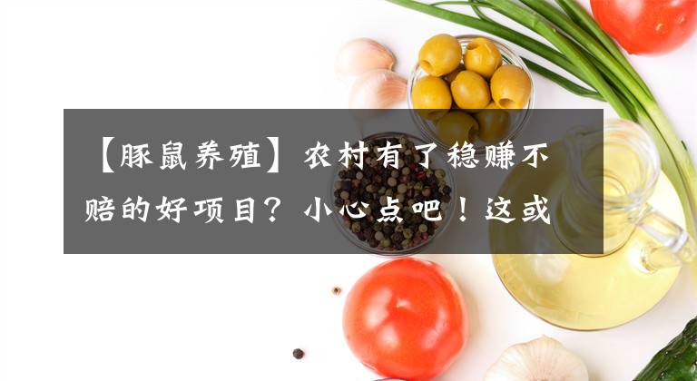 【豚鼠養(yǎng)殖】農(nóng)村有了穩(wěn)賺不賠的好項(xiàng)目？小心點(diǎn)吧！這或許是陷阱