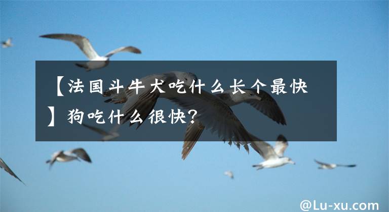 【法國(guó)斗牛犬吃什么長(zhǎng)個(gè)最快】狗吃什么很快？