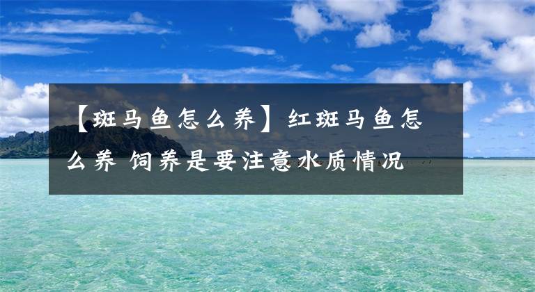 【斑馬魚(yú)怎么養(yǎng)】紅斑馬魚(yú)怎么養(yǎng) 飼養(yǎng)是要注意水質(zhì)情況