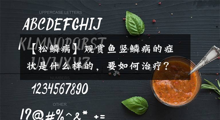 【松鱗病】觀賞魚豎鱗病的癥狀是什么樣的，要如何治療？