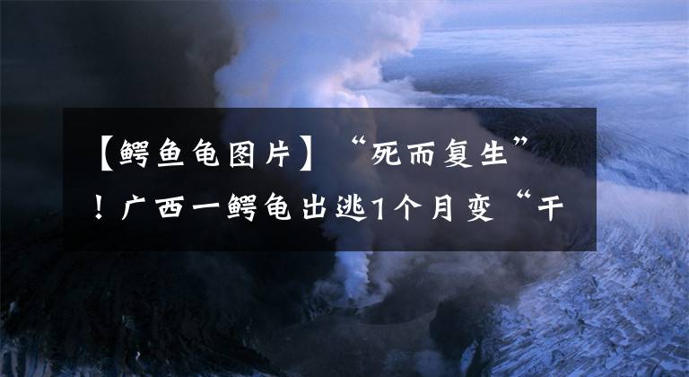 【鱷魚(yú)龜圖片】“死而復(fù)生”！廣西一鱷龜出逃1個(gè)月變“干尸”，把它放到水里竟活了