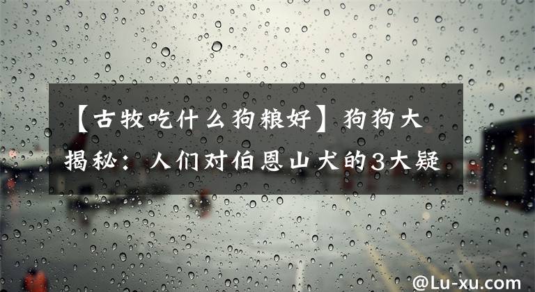 【古牧吃什么狗糧好】狗狗大揭秘：人們對伯恩山犬的3大疑問