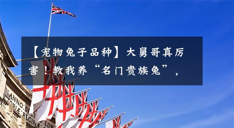 【寵物兔子品種】大舅哥真厲害！教我養(yǎng)“名門貴族兔”，一年繁殖4次，年入12萬