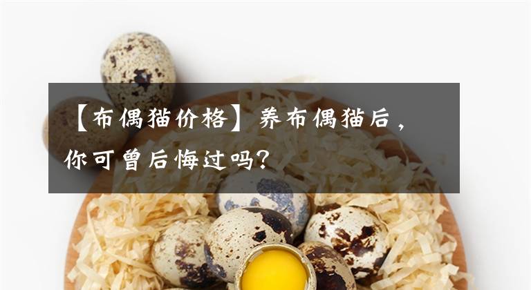 【布偶貓價(jià)格】養(yǎng)布偶貓后，你可曾后悔過(guò)嗎？