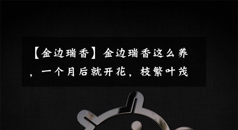 【金邊瑞香】金邊瑞香這么養(yǎng)，一個月后就開花，枝繁葉茂花多，漂亮又芳香！