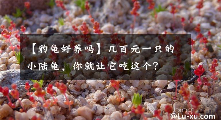 【豹龜好養(yǎng)嗎】幾百元一只的小陸龜，你就讓它吃這個(gè)？