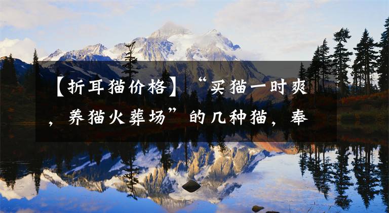 【折耳貓價(jià)格】“買(mǎi)貓一時(shí)爽，養(yǎng)貓火葬場(chǎng)”的幾種貓，奉勸不要入坑