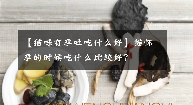 【貓咪有孕吐吃什么好】貓懷孕的時候吃什么比較好？