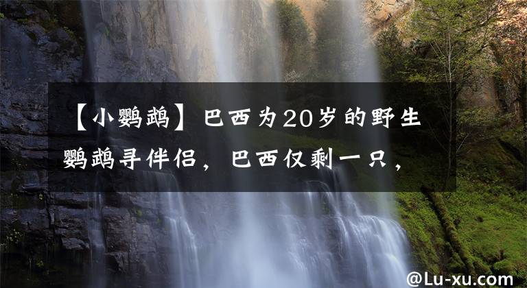 【小鸚鵡】巴西為20歲的野生鸚鵡尋伴侶，巴西僅剩一只，已在滅絕邊緣徘徊