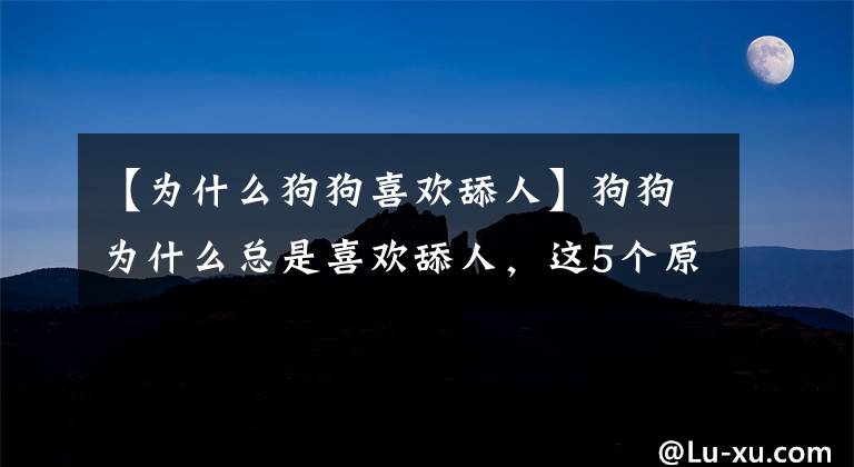 【為什么狗狗喜歡舔人】狗狗為什么總是喜歡舔人，這5個(gè)原因你看了就懂，這其實(shí)是好事