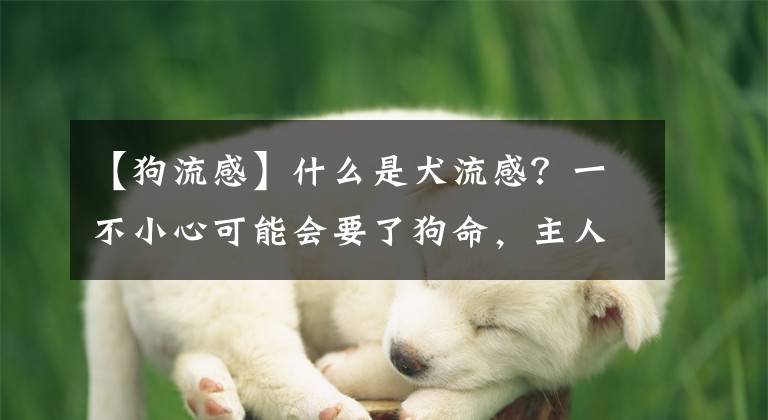 【狗流感】什么是犬流感？一不小心可能會要了狗命，主人需要注意什么？