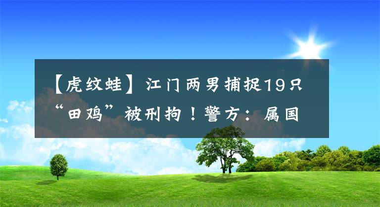 【虎紋蛙】江門兩男捕捉19只“田雞”被刑拘！警方：屬國家二級保護(hù)動物