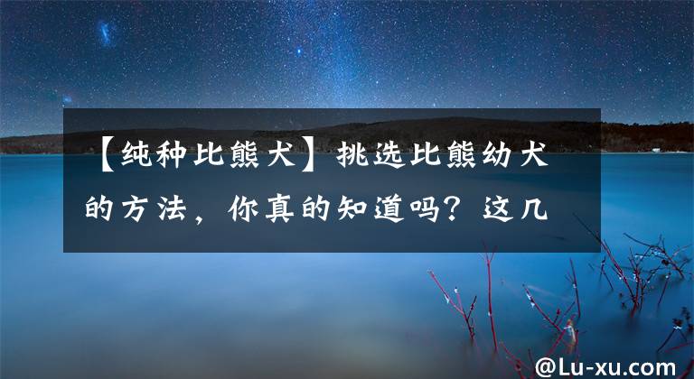 【純種比熊犬】挑選比熊幼犬的方法，你真的知道嗎？這幾點(diǎn)是一定要注意的