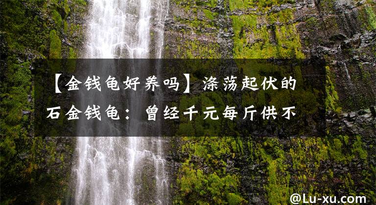 【金錢龜好養(yǎng)嗎】滌蕩起伏的石金錢龜：曾經(jīng)千元每斤供不應(yīng)求，巔峰過(guò)后爛如白菜？