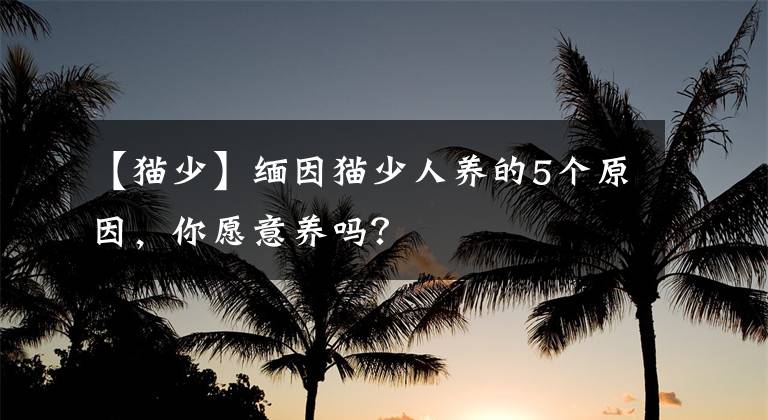 【貓少】緬因貓少人養(yǎng)的5個原因，你愿意養(yǎng)嗎？