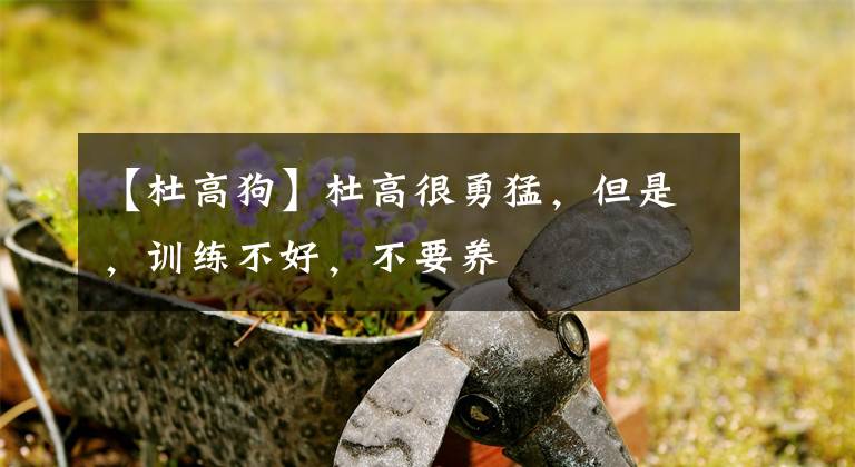 【杜高狗】杜高很勇猛，但是，訓練不好，不要養(yǎng)