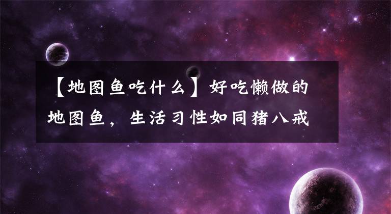 【地圖魚吃什么】好吃懶做的地圖魚，生活習(xí)性如同豬八戒，但卻受到人們的喜愛(ài)