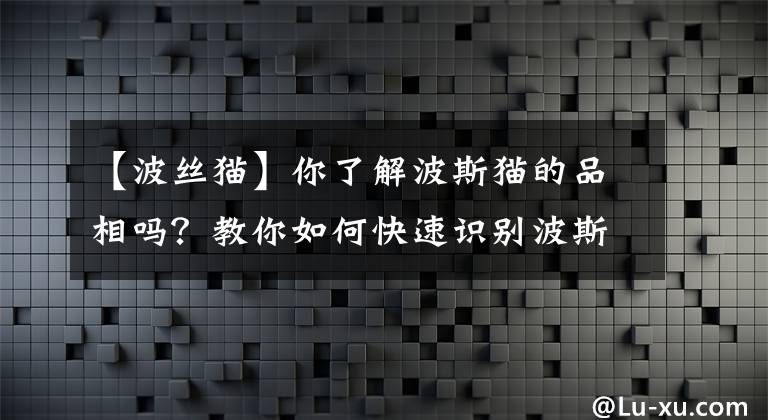 【波絲貓】你了解波斯貓的品相嗎？教你如何快速識別波斯貓