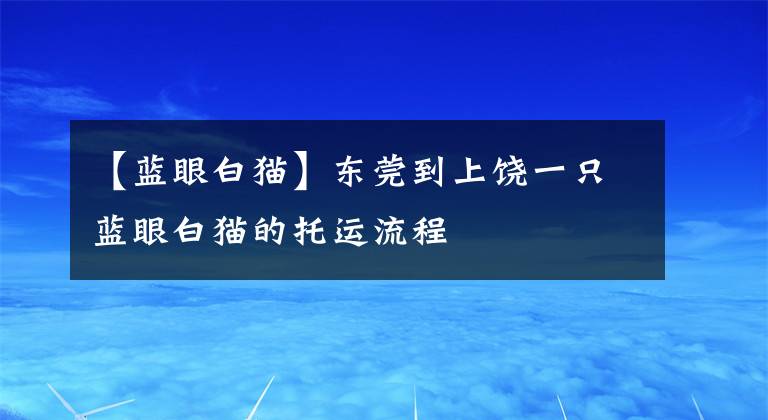 【藍(lán)眼白貓】東莞到上饒一只藍(lán)眼白貓的托運(yùn)流程