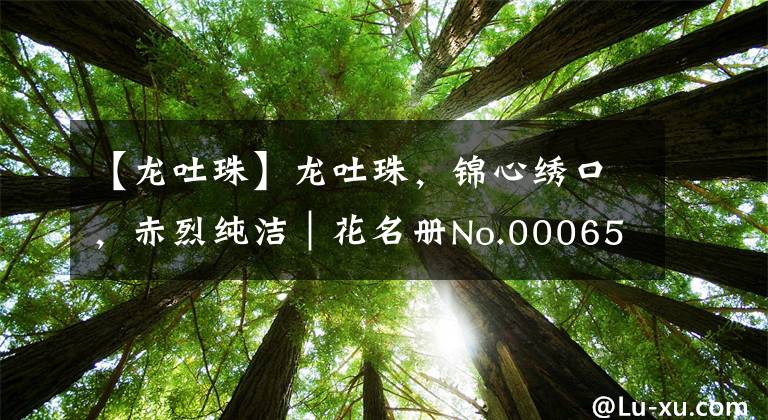 【龍吐珠】龍吐珠，錦心繡口，赤烈純潔｜花名冊(cè)No.00065