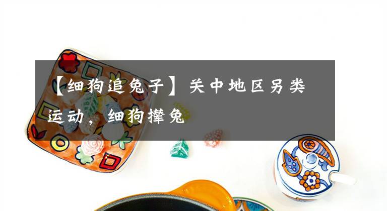 【細狗追兔子】關(guān)中地區(qū)另類運動，細狗攆兔