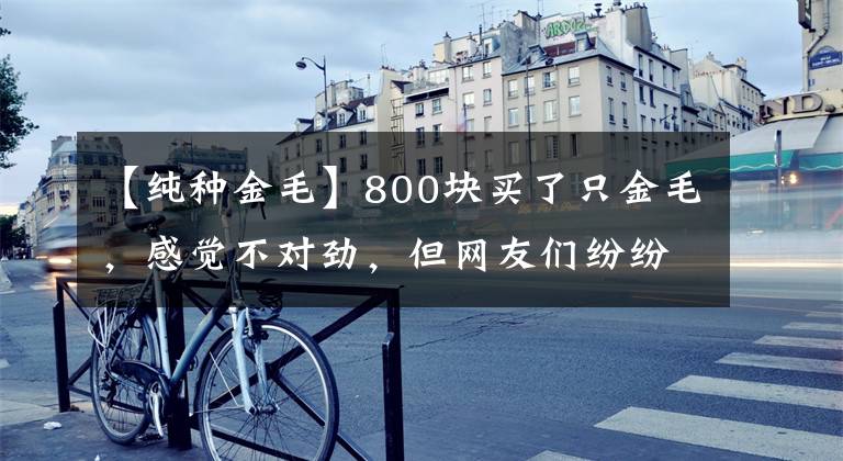 【純種金毛】800塊買了只金毛，感覺不對勁，但網(wǎng)友們紛紛安慰這波不虧