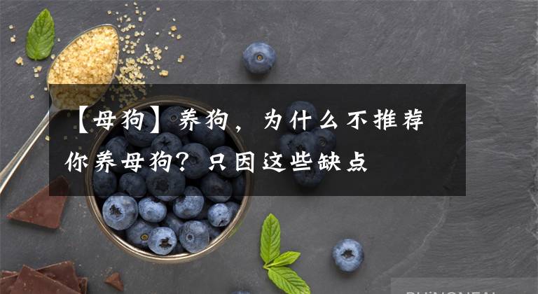 【母狗】養(yǎng)狗，為什么不推薦你養(yǎng)母狗？只因這些缺點