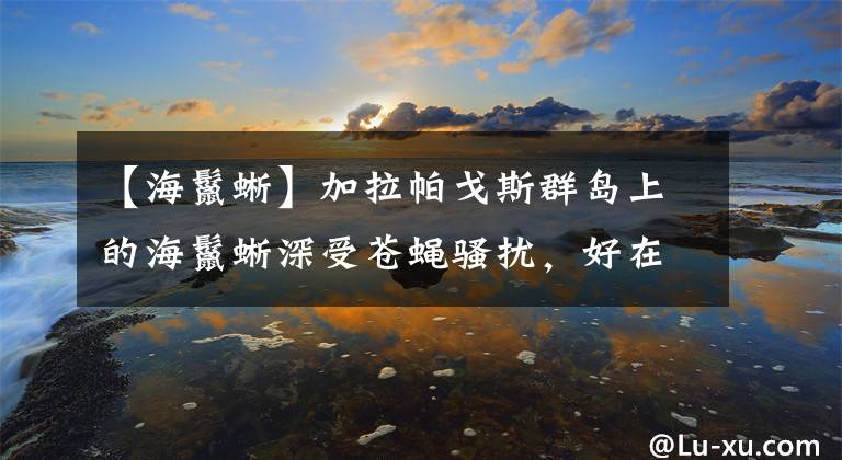 【海鬣蜥】加拉帕戈斯群島上的海鬣蜥深受蒼蠅騷擾，好在有“遠(yuǎn)房”兄弟幫忙