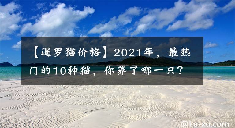 【暹羅貓價格】2021年，最熱門的10種貓，你養(yǎng)了哪一只？