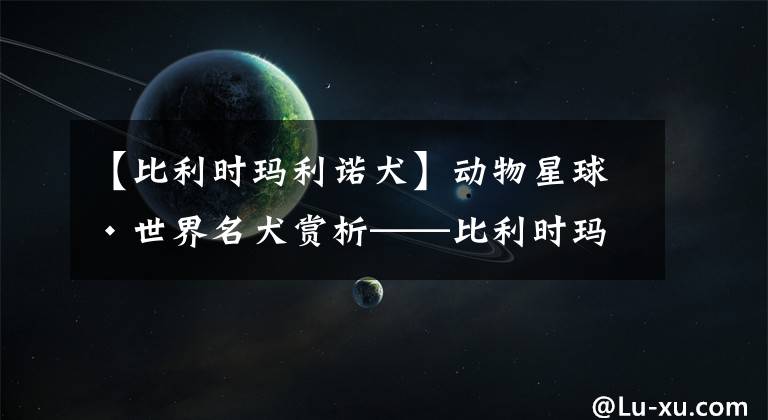 【比利時瑪利諾犬】動物星球·世界名犬賞析——比利時瑪利諾犬！