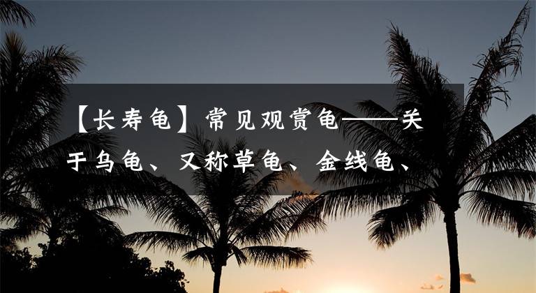 【長壽龜】常見觀賞龜——關(guān)于烏龜、又稱草龜、金線龜、長壽龜?shù)男〕ＷR(shí)