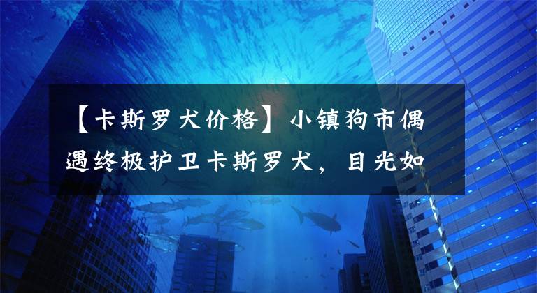 【卡斯羅犬價格】小鎮(zhèn)狗市偶遇終極護衛(wèi)卡斯羅犬，目光如電透殺氣，2千元帶走