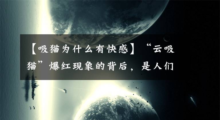 【吸貓為什么有快感】“云吸貓”爆紅現(xiàn)象的背后，是人們對(duì)貓咪的自我性格的投射