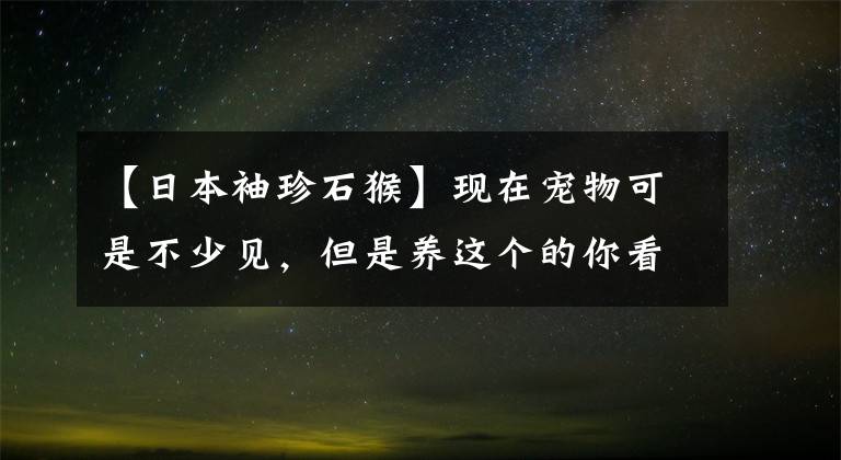 【日本袖珍石猴】現(xiàn)在寵物可是不少見，但是養(yǎng)這個的你看過嗎，石猴勸你別養(yǎng)會喪命