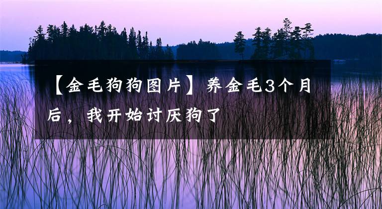 【金毛狗狗圖片】養(yǎng)金毛3個月后，我開始討厭狗了