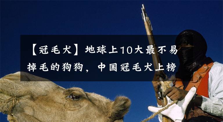 【冠毛犬】地球上10大最不易掉毛的狗狗，中國冠毛犬上榜，你喜歡哪一種？