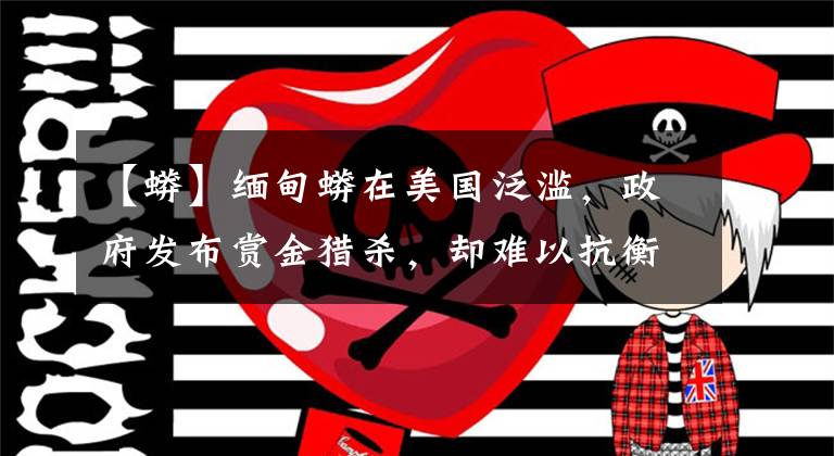 【蟒】緬甸蟒在美國泛濫，政府發(fā)布賞金獵殺，卻難以抗衡3萬只大蛇