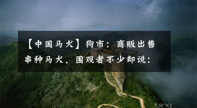 【中國馬犬】狗市：商販出售串種馬犬，圍觀者不少卻說：這就是土狗最多50！